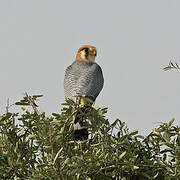 Red-necked Falcon