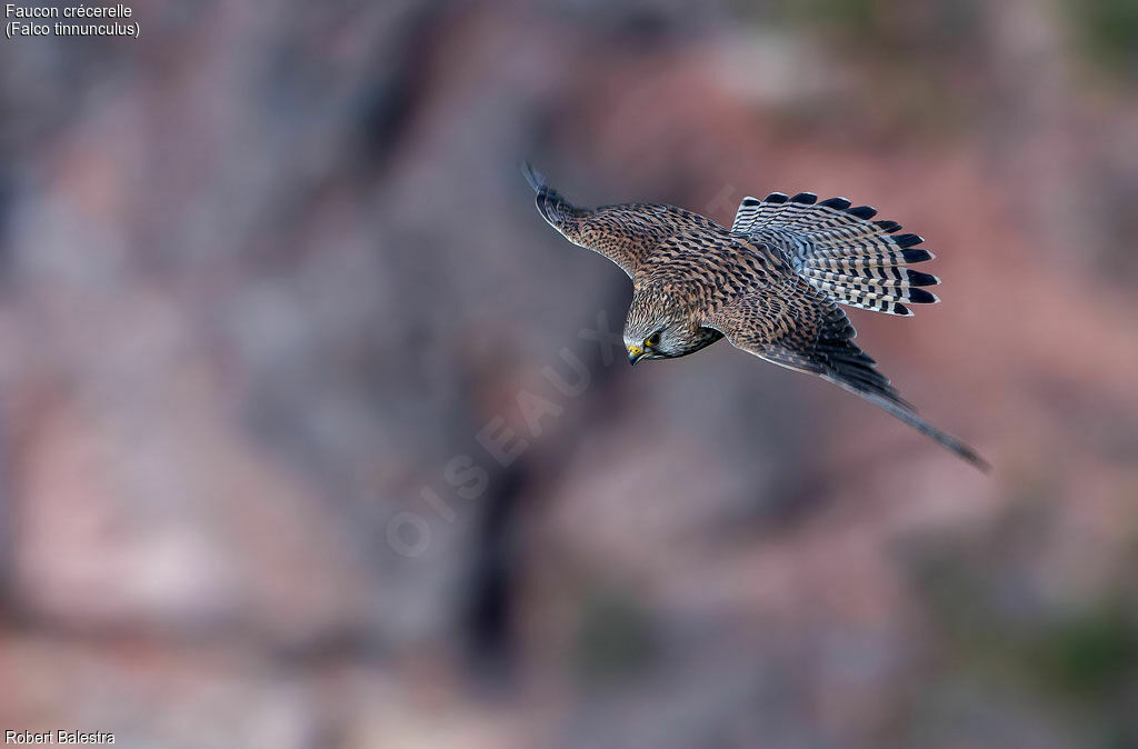 Common Kestrel female