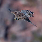 Common Kestrel