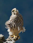 Common Kestrel