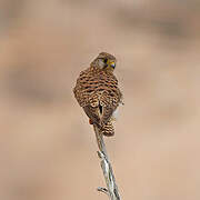 Common Kestrel