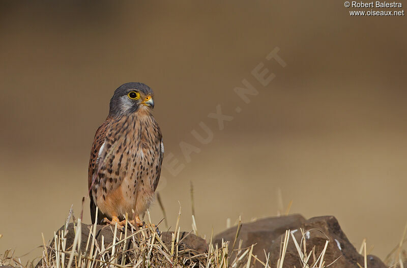 Common Kestrel