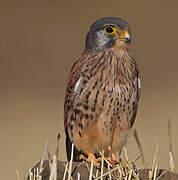 Common Kestrel