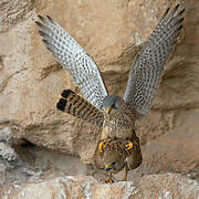 Common Kestrel