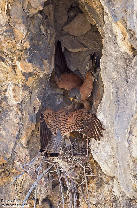 Common Kestreladult, habitat, pigmentation, Reproduction-nesting