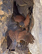 Common Kestrel