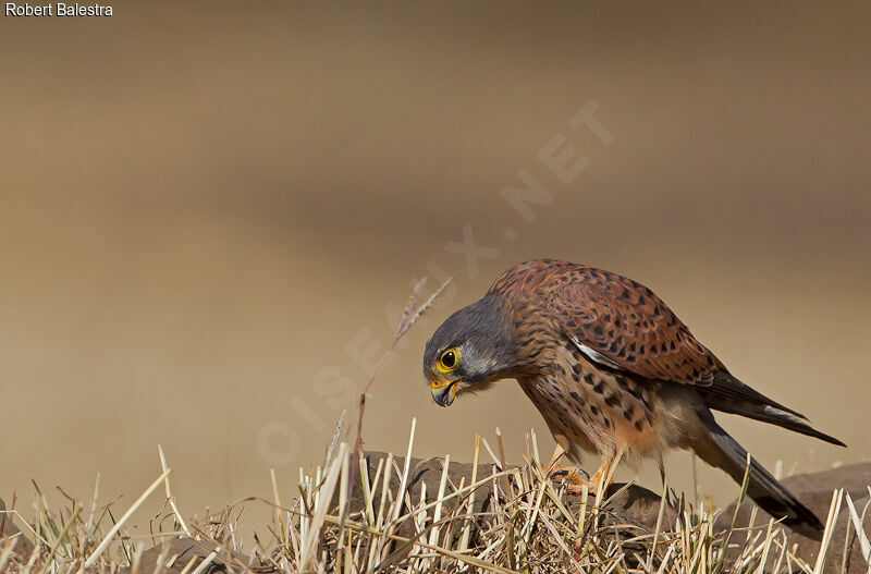 Common Kestrel