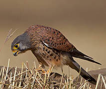 Common Kestrel