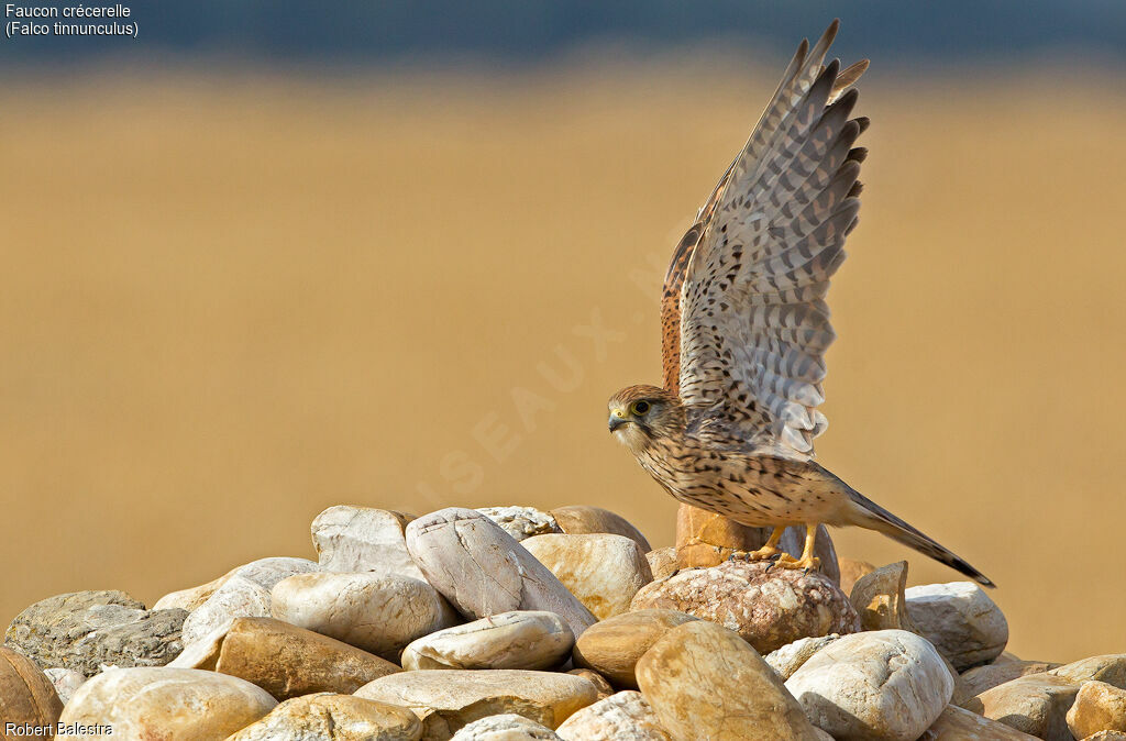 Common Kestrel female