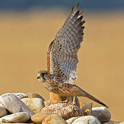 Common Kestrel