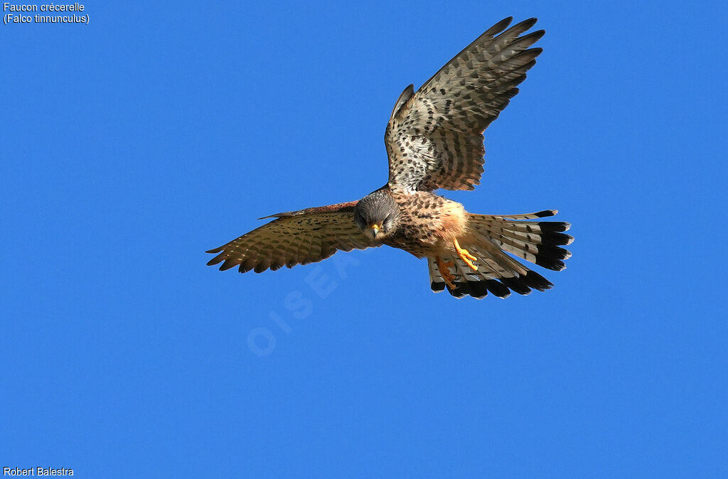 Common Kestrel