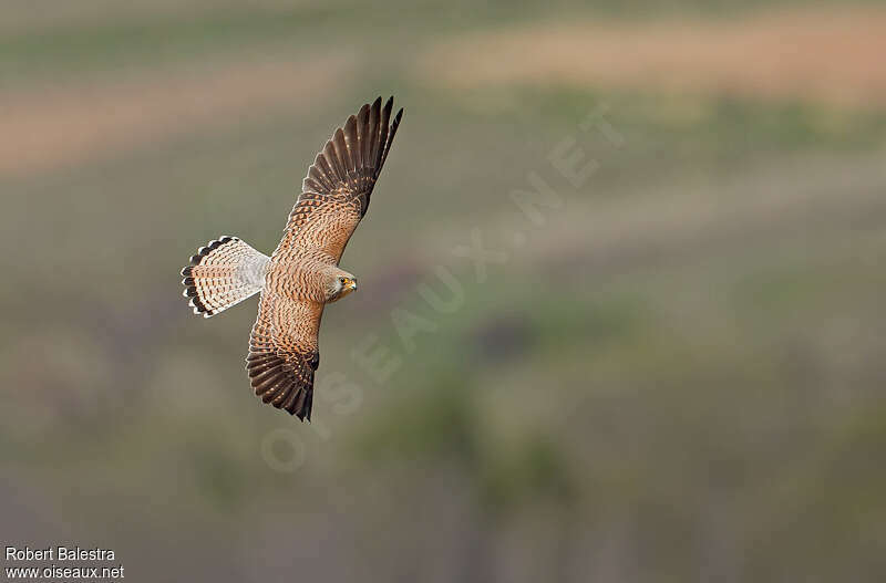 Lesser Kestrel female adult breeding, identification