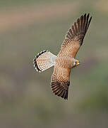 Lesser Kestrel