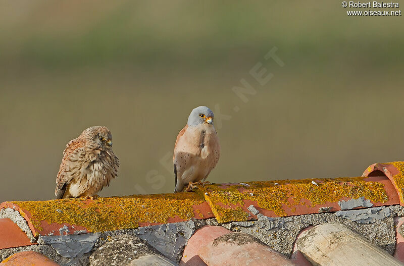 Lesser Kestrel 