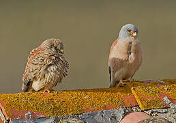 Lesser Kestrel