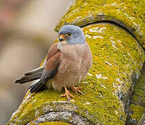 Lesser Kestrel