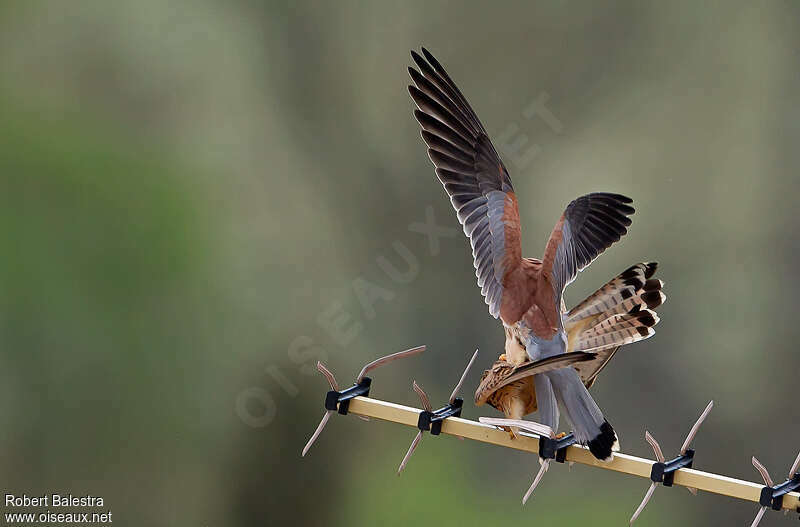 Lesser Kestreladult breeding, mating.