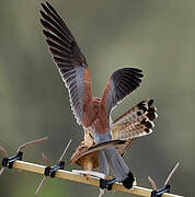 Lesser Kestrel