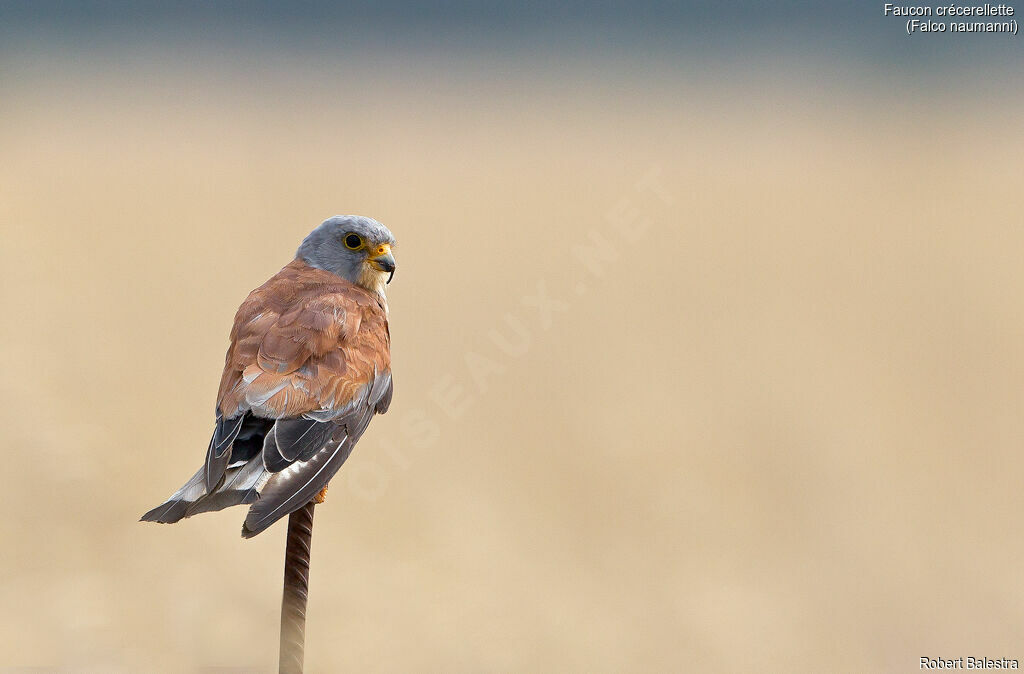 Lesser Kestrel male