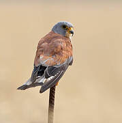 Lesser Kestrel