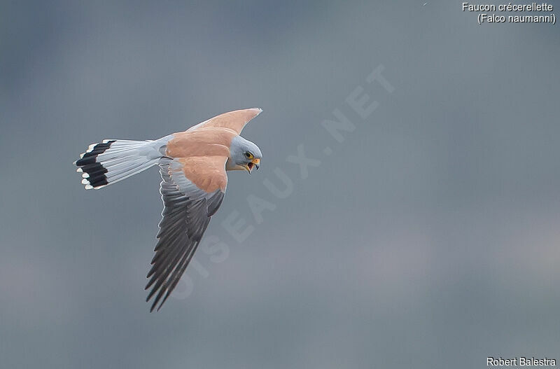 Lesser Kestrel