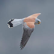 Lesser Kestrel