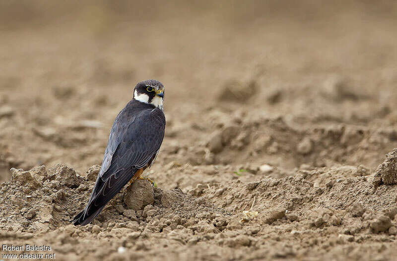 Eurasian Hobbyadult, pigmentation, Behaviour