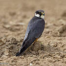 Eurasian Hobby