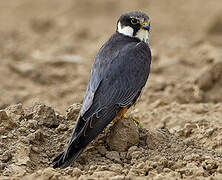 Eurasian Hobby