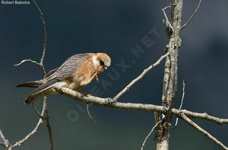 Red-footed Falcon female