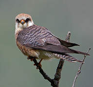 Red-footed Falcon