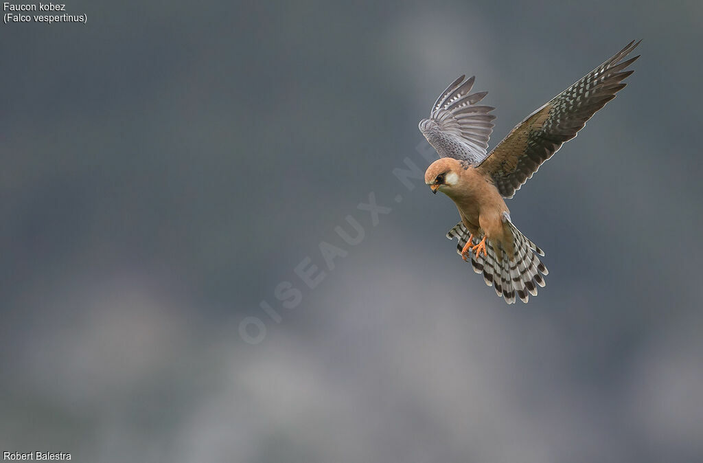 Red-footed Falcon female