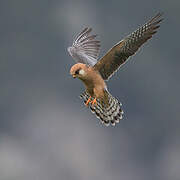 Red-footed Falcon