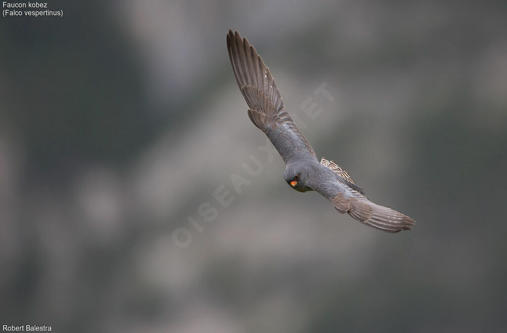 Red-footed Falcon male