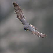 Red-footed Falcon