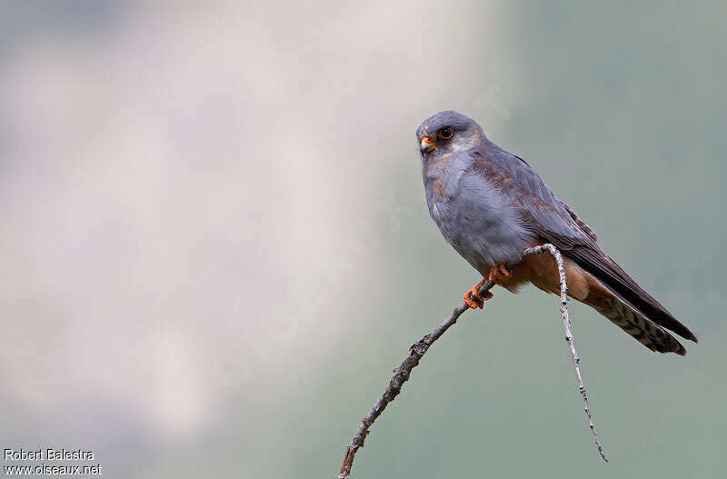 Red-footed Falcon male adult breeding, identification