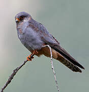 Red-footed Falcon