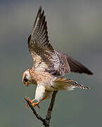 Red-footed Falcon