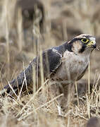 Lanner Falcon