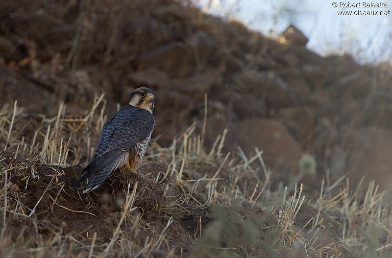 Lanner Falcon