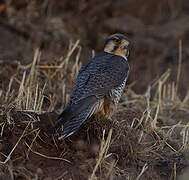 Lanner Falcon