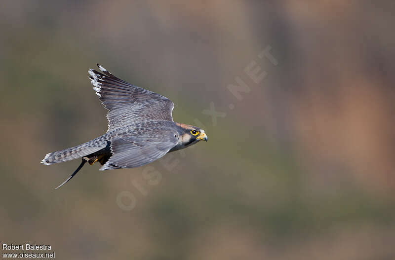 Lanner Falconadult, Flight, fishing/hunting