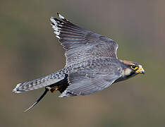 Lanner Falcon