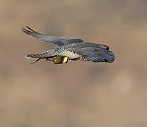 Lanner Falcon