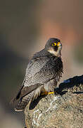 Peregrine Falcon