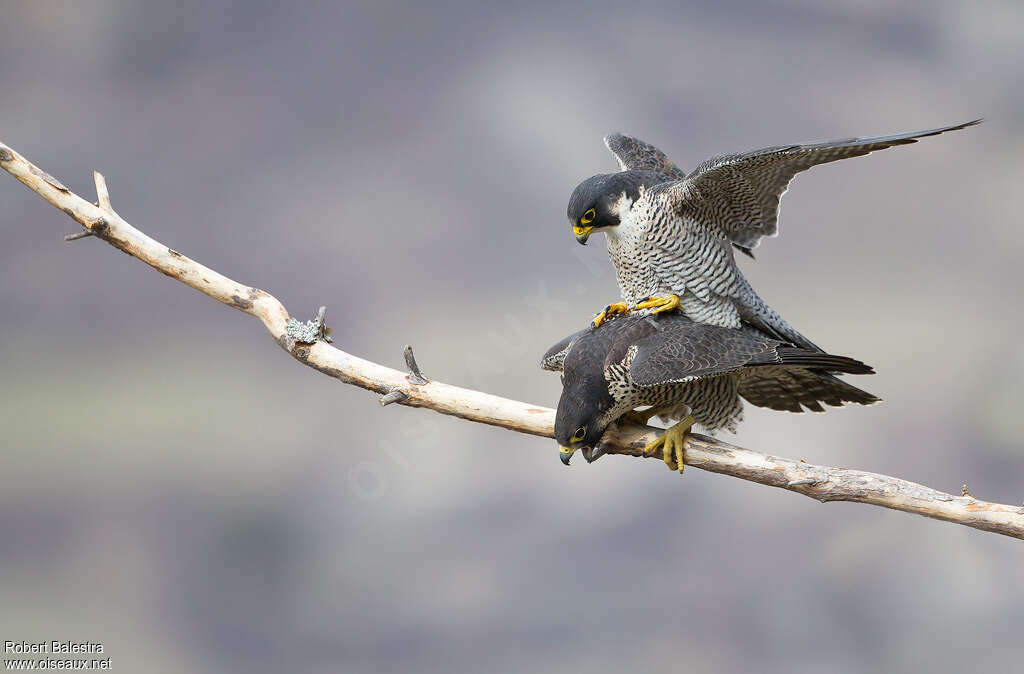 Peregrine Falconadult, mating.