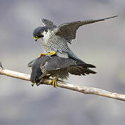 Peregrine Falcon