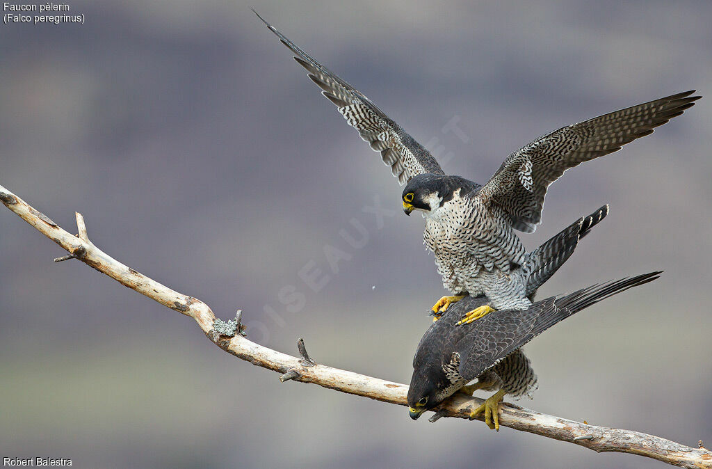 Peregrine Falconadult, mating.