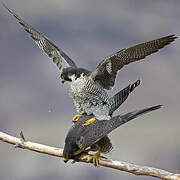 Peregrine Falcon