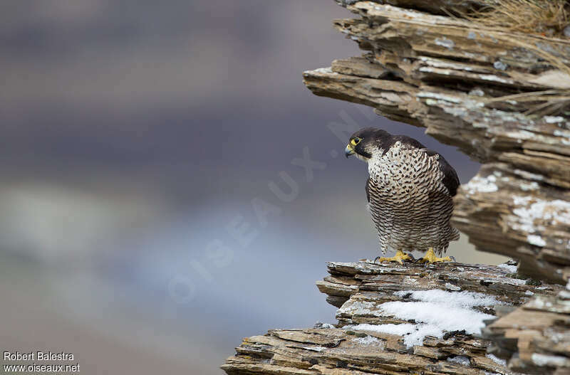 Peregrine Falcon female adult, habitat
